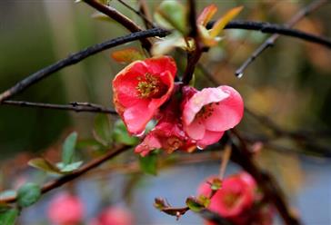 سال نو مبارک